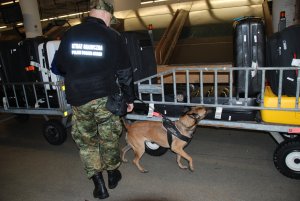 Fot. MOSG Przewodnik z psem służbowym na gdańskim lotnisku.