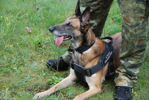 Pies służbowy SG. Fot. MOSG Pies służbowy SG. Fot. MOSG
