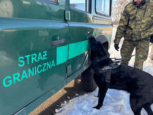 Pies służbowy SG podczas treningu węchowego. Fot. Krystian Kowalewski Pies służbowy SG podczas treningu węchowego. Fot. Krystian Kowalewski