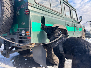 Pies służbowy SG podczas treningu węchowego. Fot. Krystian Kowalewski Pies służbowy SG podczas treningu węchowego. Fot. Krystian Kowalewski