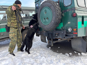 Pies służbowy SG podczas treningu węchowego. Fot. Krystian Kowalewski Pies służbowy SG podczas treningu węchowego. Fot. Krystian Kowalewski
