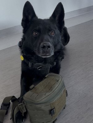 Pies służbowy SG przy apteczce do pierwszej pomocy. Fot. Krystian Kowalewski Pies służbowy SG przy apteczce do pierwszej pomocy. Fot. Krystian Kowalewski