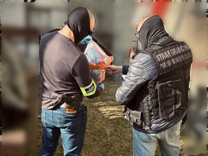 Funkcjonariusze zabezpieczają ujawnione narkotyki. Fot. MOSG Funkcjonariusze zabezpieczają ujawnione narkotyki. Fot. MOSG